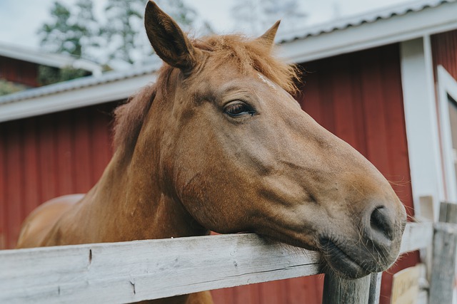 Structureel ga werken feit Werkpaarden en luxepaarden: een paard bij huis stallen - Omgevingsweb