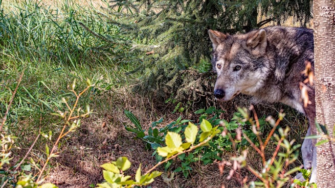 Waar kan de wolf zich in de toekomst in Nederland vestigen? - PONT Omgeving